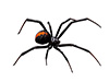 black widow spider