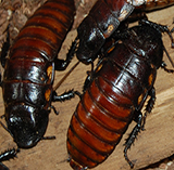 cockroaches
