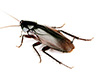 disease infested cockroach
